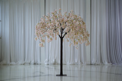 Cherry Blossom Tree