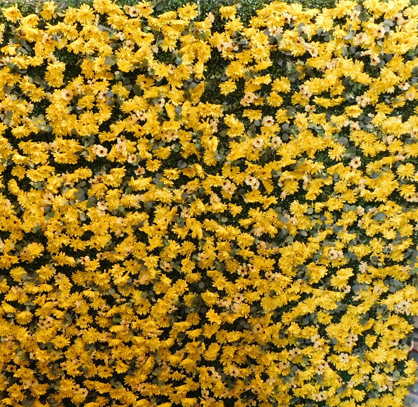 Sunflower Backdrop Wall